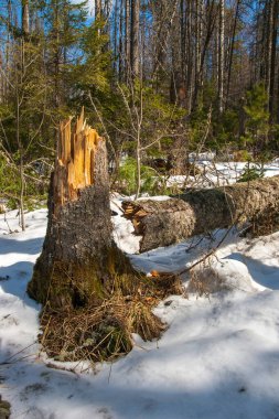 Kış ormanında rüzgarın kırdığı ağaçlar.
