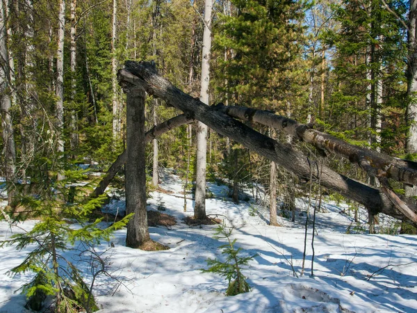 Ανεμοδαρμένα δέντρα στο χειμερινό δάσος. — Φωτογραφία Αρχείου