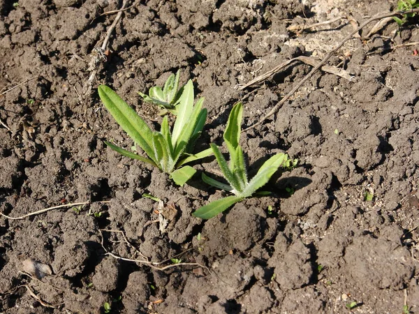 The main enemy of gardeners and gardeners - weeds in the garden. Green shoots of future weeds.