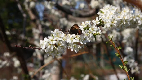 Jardin Printemps Papillon Vole Sur Une Branche Prunier Fleurs Fond — Photo