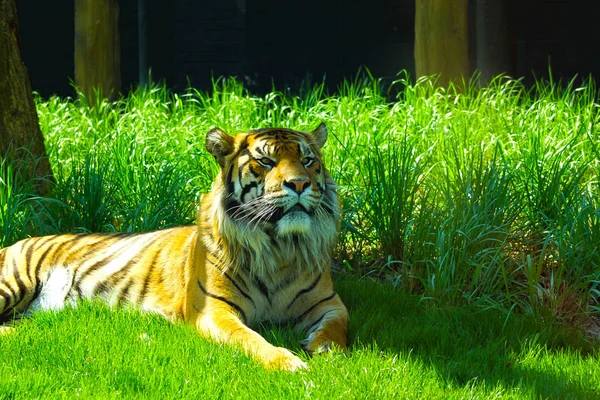 Londra Hayvanat Bahçesi