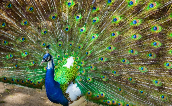 Retrato de hermoso pavo real con plumas — Foto de Stock