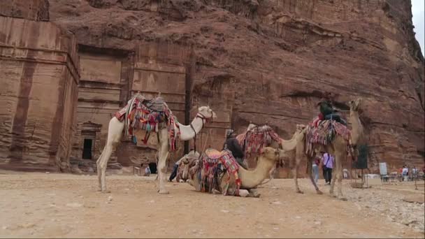 Bedouin camel rider in canyon of Petra — ストック動画