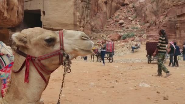 Bedouin camel ligt in de buurt van de schatkist Al Khazneh — Stockvideo
