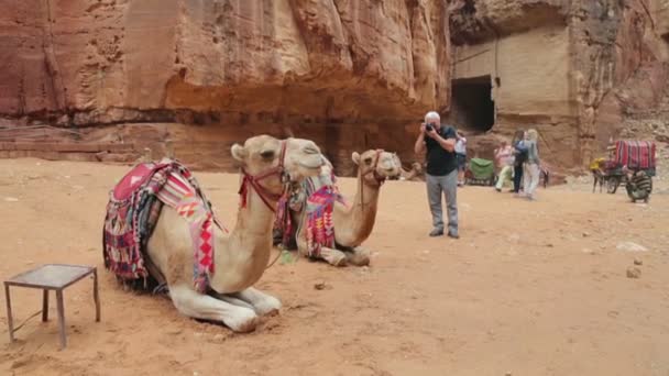 Beduinen-Kamel ruht in der Nähe der Schatzkammer al khazneh — Stockvideo