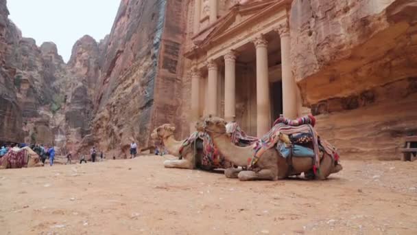 Camello beduino descansa cerca de la tesorería Al Khazneh — Vídeos de Stock