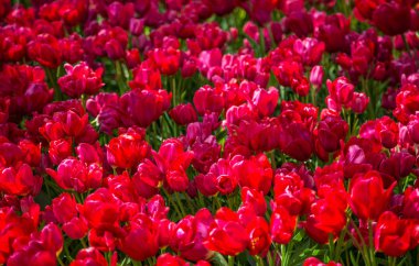 Taze kırmızı lale Glade Keukenhof bahçede, Hollanda