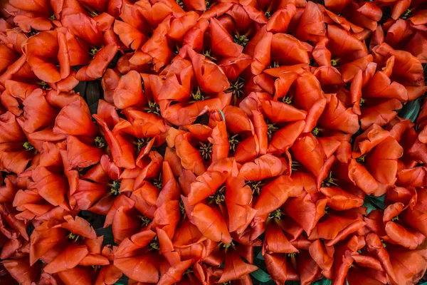 Grupo de tulipanes rojos florecientes desde arriba en primer plano — Foto de Stock