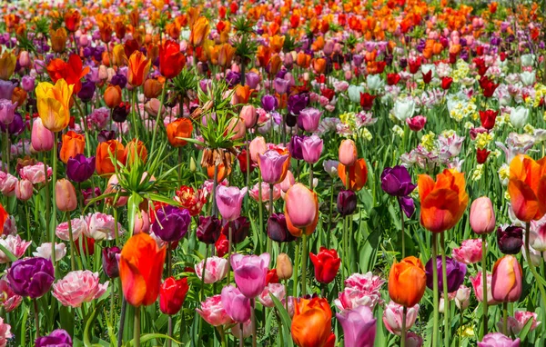 Glade de tulipas frescas vermelhas, cor-de-rosa, laranja e brancas — Fotografia de Stock