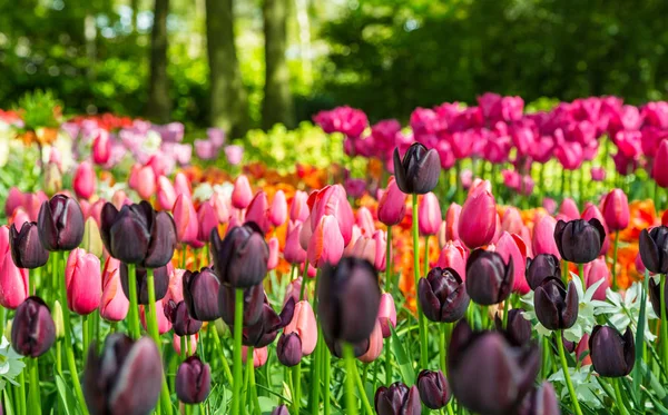 Campo de flores de tulipas coloridas no jardim Keukenhof — Fotografia de Stock
