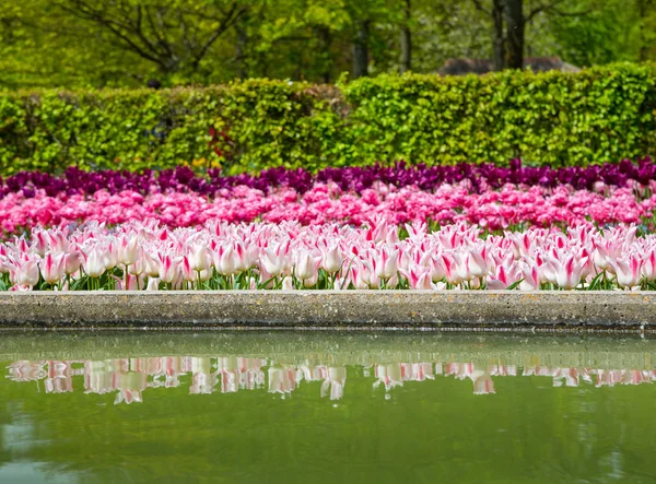 Tulipas coloridas no jardim Keukenhof, Holanda — Fotografia de Stock