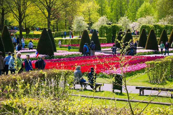 Tulipanes coloridos en el jardín Keukenhof, Holanda — Foto de Stock