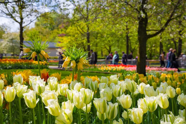 Coroa imperial flor amarela em uma cama de tulipas — Fotografia de Stock