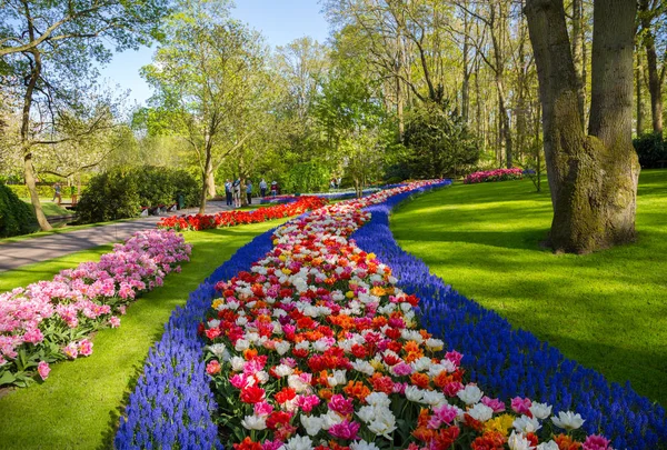 Tulipanes coloridos en el jardín Keukenhof, Holanda — Foto de Stock