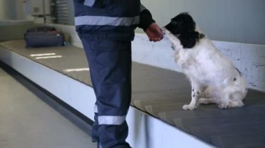 Polis köpeği Spaniel pençe verir.