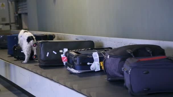 Grens hond op een transportband op de luchthaven. — Stockvideo