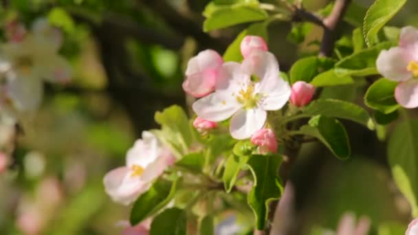 Blossoming apple flower close-up, in which creeps bug — Stock Video