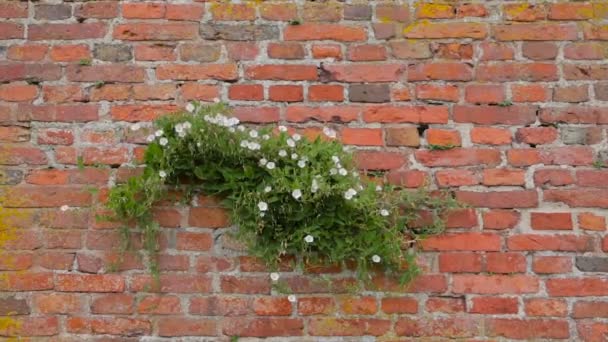 Bindweed temblando en el viento en una pared de ladrillo rojo — Vídeos de Stock