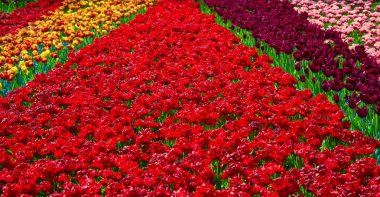 Glade Keukenhof renkli taze laleler