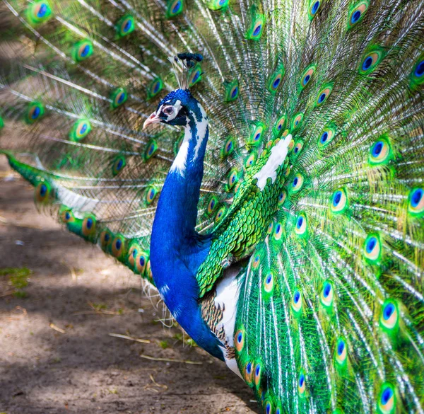 Retrato de hermoso pavo real con plumas — Foto de Stock