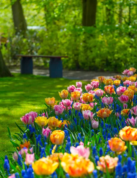 Tulipas coloridas no jardim Keukenhof, Holanda — Fotografia de Stock