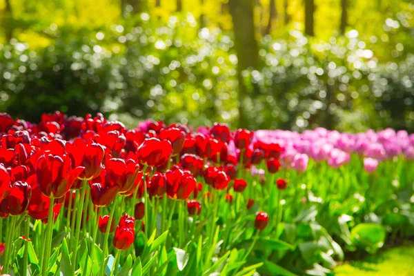 Colorful tulips in the Keukenhof garden, Holland