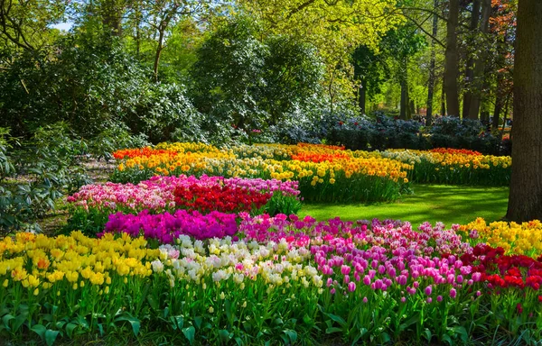 Värikkäitä tulppaaneja Keukenhofin puutarhassa, Hollannissa — kuvapankkivalokuva