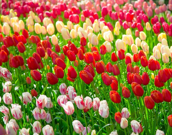 Glade av rött, rosa och vita färska tulpaner — Stockfoto