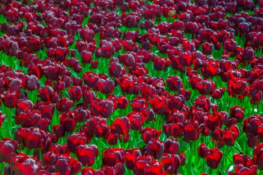 Glade Keukenhof siyah taze laleler