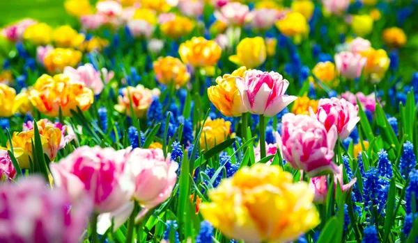 Glade de tulipas frescas coloridas no Keukenhof — Fotografia de Stock