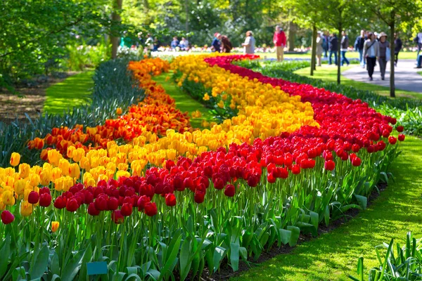 Tulipas coloridas no parque Keukenhof, Holanda — Fotografia de Stock