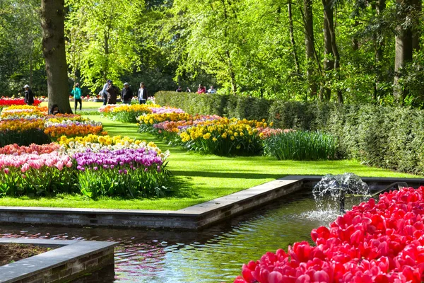 Tulipanes coloridos en el parque Keukenhof, Holanda — Foto de Stock