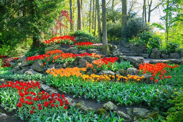 Tulipanes coloridos en el parque Keukenhof, Holanda — Foto de Stock