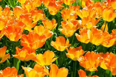 Turuncu çiçek açan grup Lale yukarıdan closeup içinde