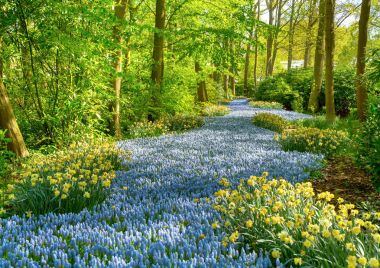 Üzüm sümbül Keukenhof Park, Hollanda