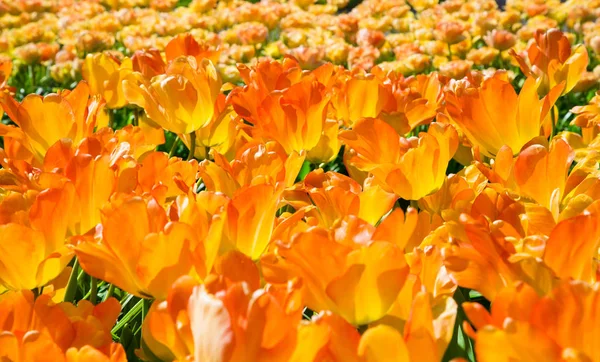 Gruppo di tulipani arancioni fiorenti dall'alto in primo piano — Foto Stock