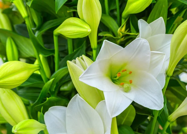 Beautiful big white lily flower close-up — Stock Photo, Image