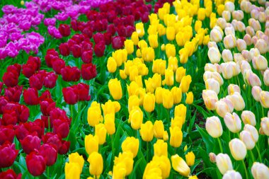 Glade Keukenhof renkli taze laleler