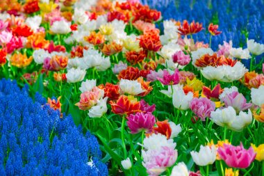 Glade Keukenhof renkli taze laleler