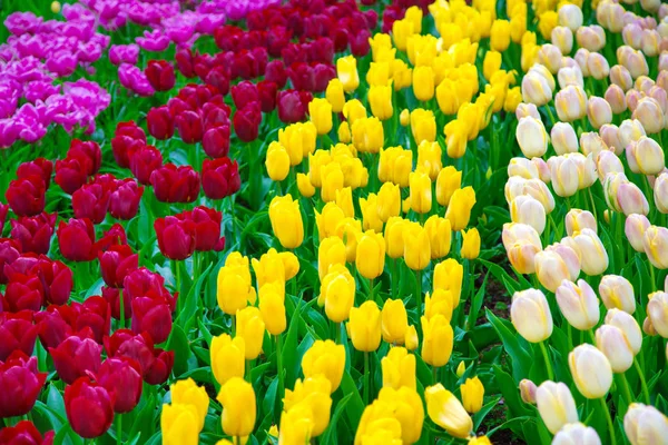 Glade de tulipas frescas coloridas no Keukenhof — Fotografia de Stock