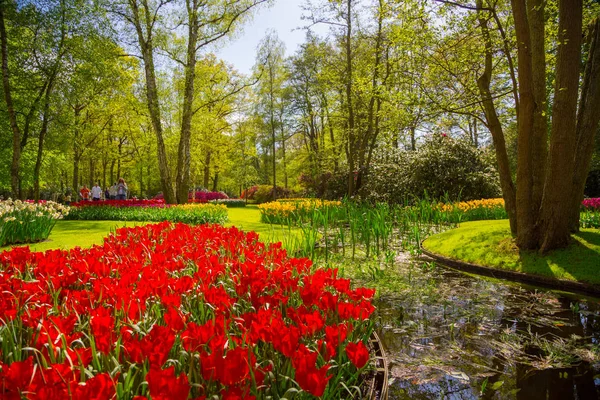 Красочные тюльпаны в парке Кеукенхоф, Голландия — стоковое фото