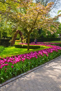 Renkli Lale Keukenhof Park, Hollanda