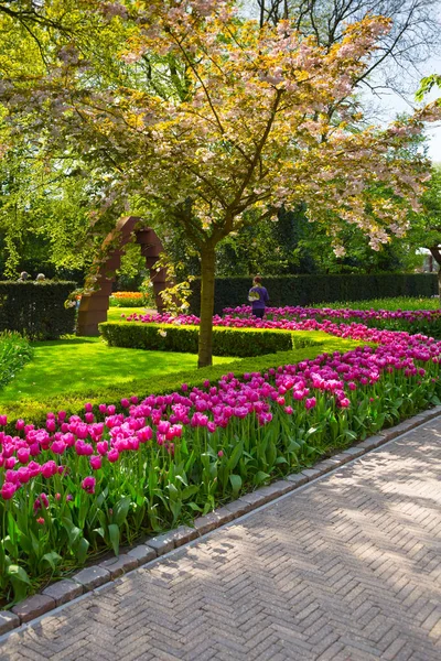 Tulipanes coloridos en el parque Keukenhof, Holanda — Foto de Stock