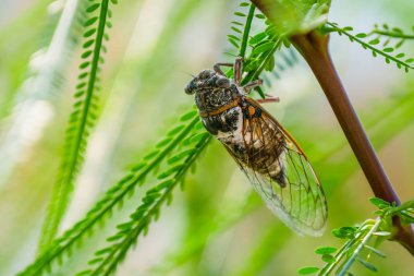Cicada sits on a branch in natural habitat clipart