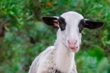 keçi portre yakın çekim