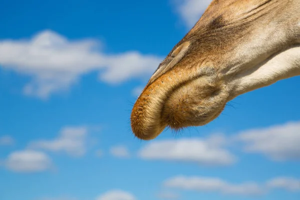 Nose of a giraffe against a blue sky — Stock Photo, Image