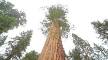 Dev sekoya ağacı Sequoia Ulusal Parkı'nda,