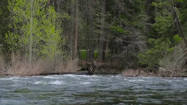 Berg rivier in de bosrijke omgeving — Stockvideo