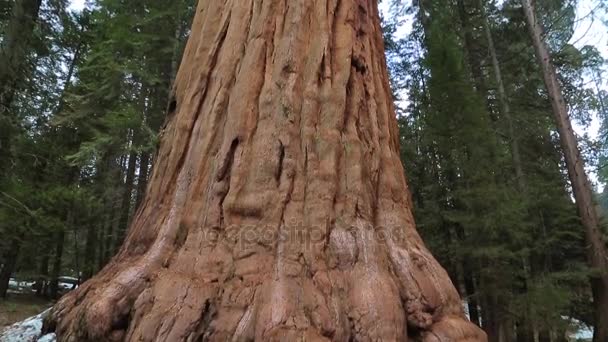 Секвоядендрон гігантський дерево в Національний парк Секвойя, — стокове відео