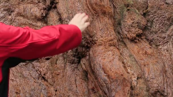 Mujer joven toca la corteza del árbol de la secuoya — Vídeo de stock